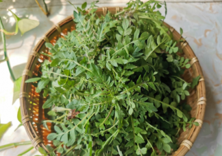 荠菜吃多了有什么坏处 荠菜吃不完怎么保存