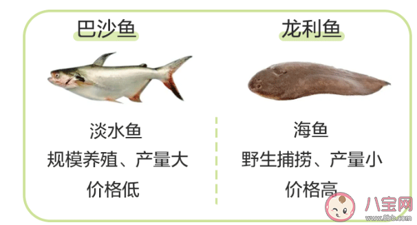 龙利鱼和巴沙鱼是一种鱼吗 龙利鱼和巴沙鱼怎么区分