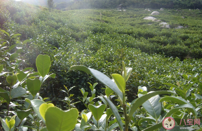 雨前茶此处的雨指的是什么 蚂蚁庄园3月11日正确答案