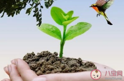 植树节经典祝福语2021 关于植树节的唯美句子