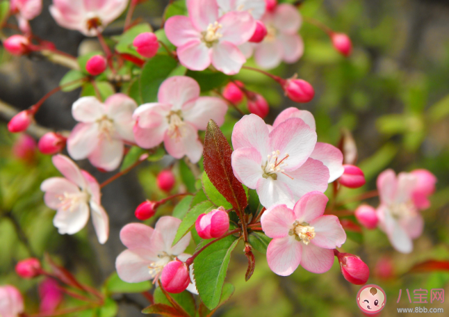 2021南北方花粉时间表 外出怎么预防花粉过敏