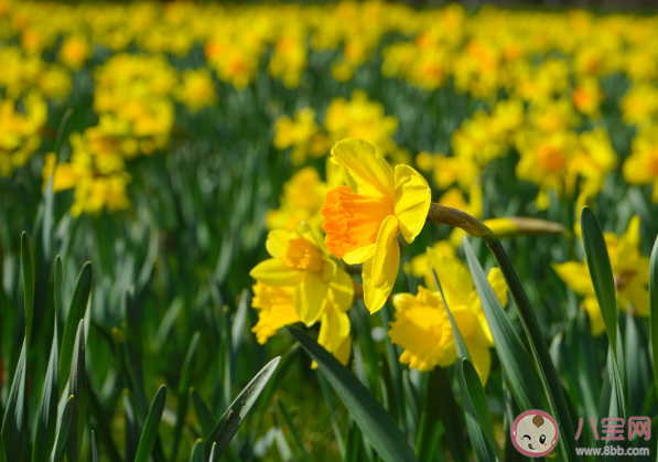 花粉过敏可以接种新冠疫苗吗 有过敏史可以接种新冠疫苗吗