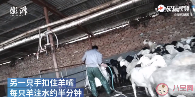 屠宰场给活羊灌水后宰杀是怎么回事 怎么看是不是注水羊肉 屠宰场给活羊灌水后宰杀是怎么回事 怎么看是不是注水羊肉