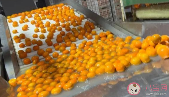 果农称从来不吃泡药沃柑是怎么回事 沃柑浸抑菌药后直接上市是真的吗