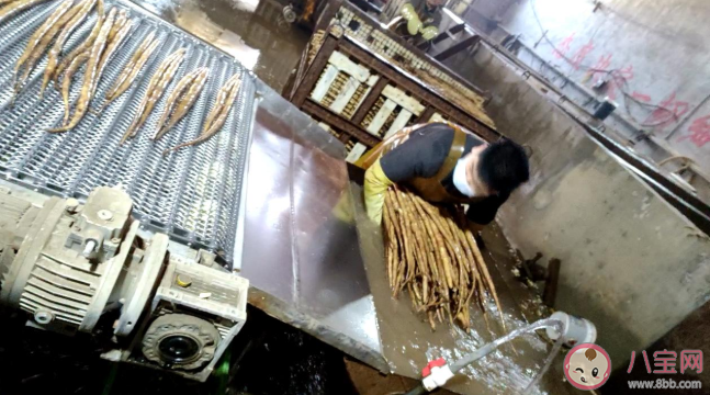 山药为什么用消毒液成分漂白 好的山药怎么挑选 山药为什么用消毒液成分漂白 好的山药怎么挑选