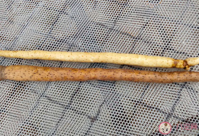 山药为什么用消毒液成分漂白 好的山药怎么挑选 山药为什么用消毒液成分漂白 好的山药怎么挑选