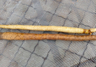 山药为什么用消毒液成分漂白 好的山药怎么挑选