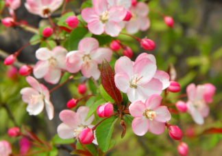 2021南北方花粉时间表 外出怎么预防花粉过敏