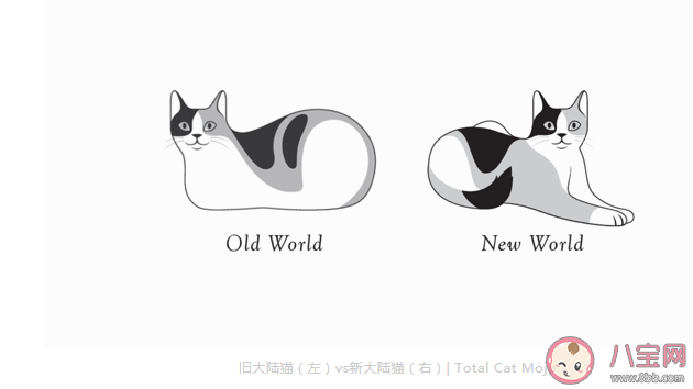 猫猫为什么总爱揣手手 猫咪的爪爪有什么作用