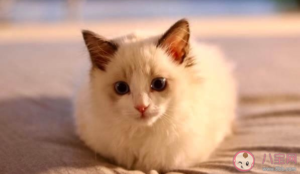 猫猫为什么总爱揣手手 猫咪的爪爪有什么作用