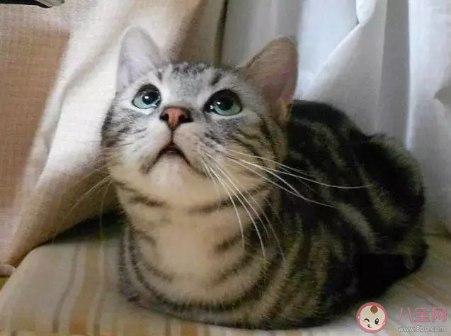 猫猫为什么总爱揣手手 猫咪的爪爪有什么作用