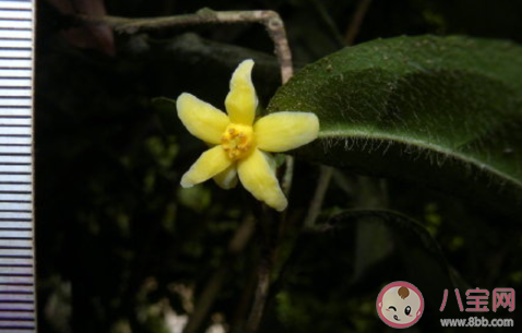 中国首次发现云南管蕊茶是怎么回事 云南管蕊茶为什么这么稀少