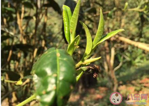 中国首次发现云南管蕊茶是怎么回事 云南管蕊茶为什么这么稀少