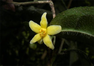 中国首次发现云南管蕊茶是怎么回事 云南管蕊茶为什么这么稀少