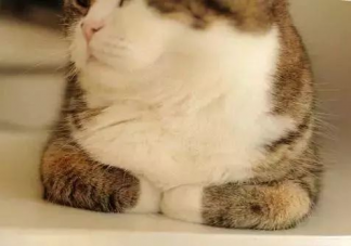 猫猫为什么总爱揣手手 猫咪的爪爪有什么作用