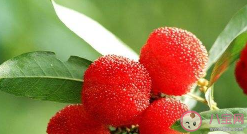 清洗杨梅时掉色一定是添加人工色素引起的吗 蚂蚁庄园3月18日答案 清洗杨梅时掉色一定是添加人工色素引起的吗 蚂蚁庄园3月18日答案