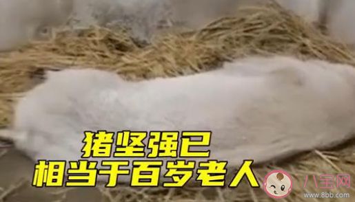 14岁的猪坚强已瘦骨嶙峋 猪坚强的故事是怎样的