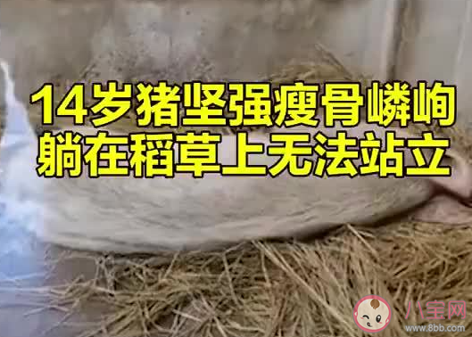 14岁的猪坚强已瘦骨嶙峋 猪坚强的故事是怎样的