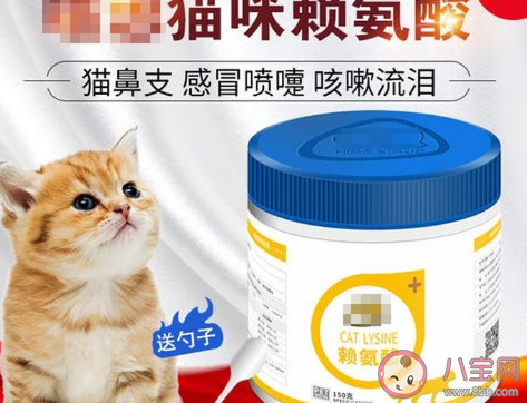 养猫的智商税有哪些 养猫交过的智商税盘点