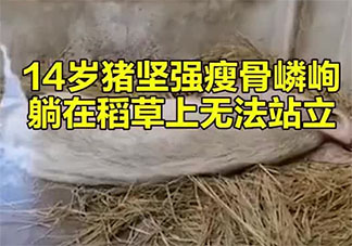 14岁的猪坚强已瘦骨嶙峋 猪坚强的故事是怎样的