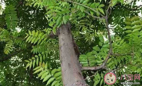 椿萱并茂指椿树和萱草都茂盛用来比喻 最新蚂蚁庄园3月19日答案