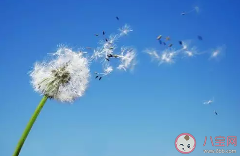 春季宝宝过敏起因有哪些 宝宝花粉过敏怎么办 春季宝宝过敏起因有哪些 宝宝花粉过敏怎么办