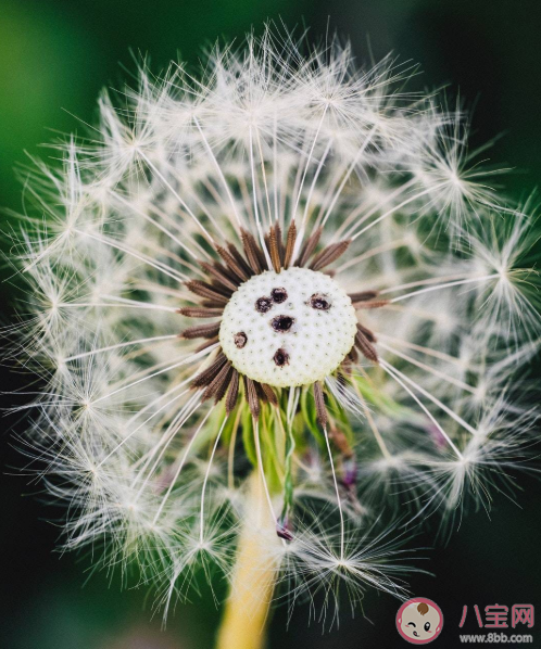 春天草坪上的蒲公英毛球是什么 蚂蚁庄园3月19正确答案
