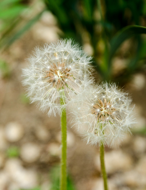 春天草坪上的蒲公英毛球是什么 蚂蚁庄园3月19正确答案