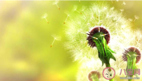 春天草坪上的蒲公英毛球是果实还是花 蚂蚁庄园3月19日答案 春天草坪上的蒲公英毛球是果实还是花 蚂蚁庄园3月19日答案