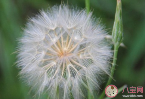 春天草坪上的蒲公英毛球是果实还是花 蚂蚁庄园3月19日答案 春天草坪上的蒲公英毛球是果实还是花 蚂蚁庄园3月19日答案