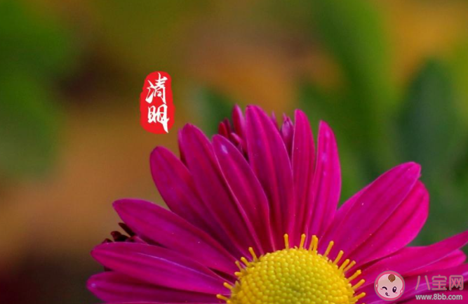 2021清明节高速公路免费吗 清明节有哪些风俗习惯