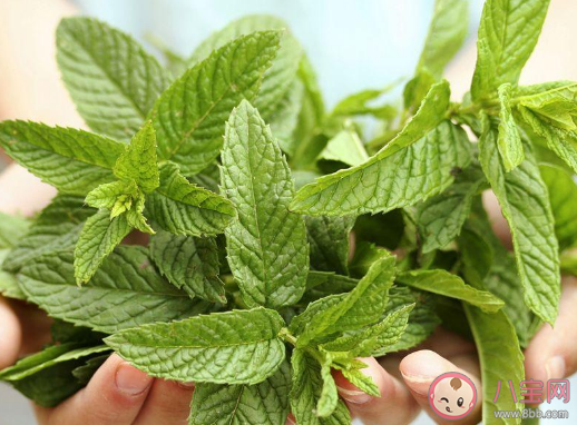 薄荷成分食品吃起来凉主要是因为薄荷成分 最新蚂蚁庄园3月23日答案