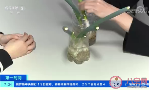 韩国大葱涨至43元一公斤是怎么回事 全球食品价格持续上涨是为什么 韩国大葱涨至43元一公斤是怎么回事 全球食品价格持续上涨是为什么