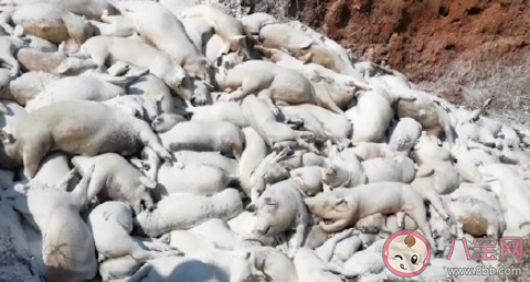 景德镇一养猪场大批死猪致污染是怎么回事 为什么这些猪会大数量的死亡