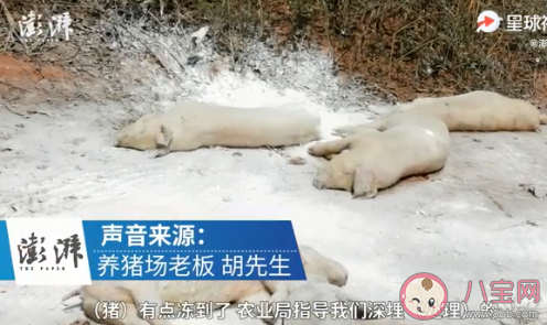 景德镇一养猪场大批死猪致污染是怎么回事 为什么这些猪会大数量的死亡