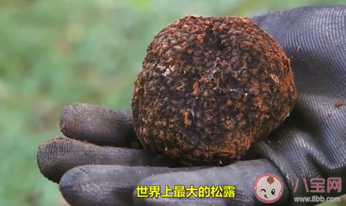 松露为何会如此珍贵 松露有什么营养价值 松露为何会如此珍贵 松露有什么营养价值