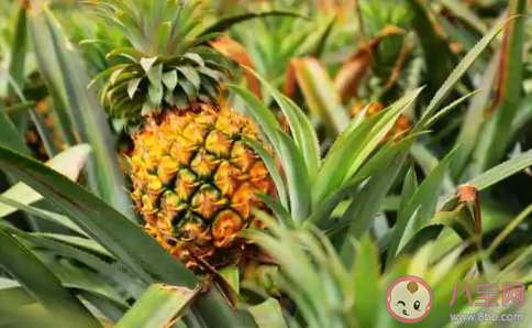 孩子春季长高要吃哪些水果蔬菜 春季长个子的食物推荐