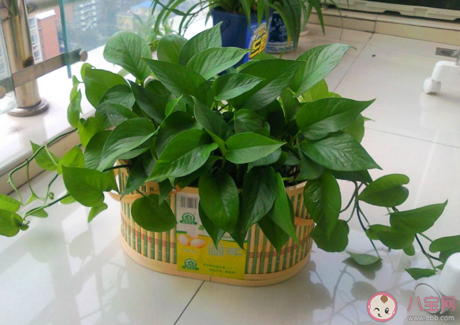 绿萝和郁金香夜来香哪种植物适合养在室内 蚂蚁庄园3月25日问题答案