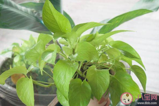 下列哪种植物适合养在室内 最新蚂蚁庄园3月25日答案