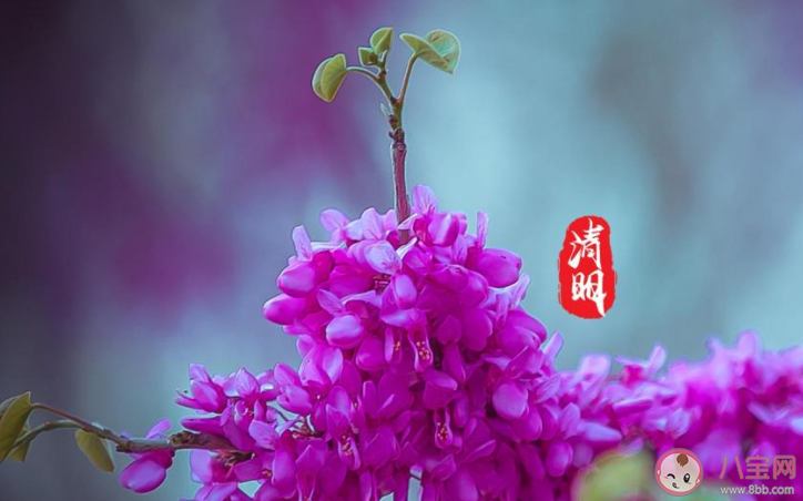 2021清明节早安心语发朋友圈文案句子 2021清明节朋友圈祝福语说说