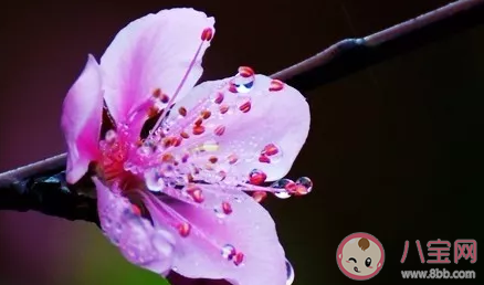 关于春雨的诗句有哪些 春雨古诗词大全