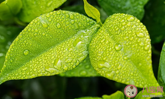 关于春雨的唯美短句 喜欢春雨的朋友圈说说