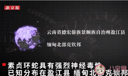 中科院给一剧毒蛇新种命名为素贞是怎么回事 素贞环蛇属于什么科