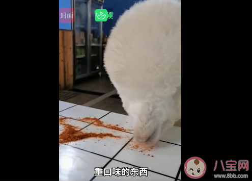 重庆女孩养的羊驼偷吃辣椒面是怎么回事 养宠物羊驼要注意些什么