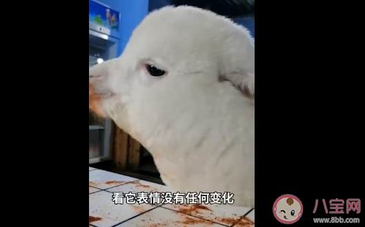 重庆女孩养的羊驼偷吃辣椒面是怎么回事 养宠物羊驼要注意些什么