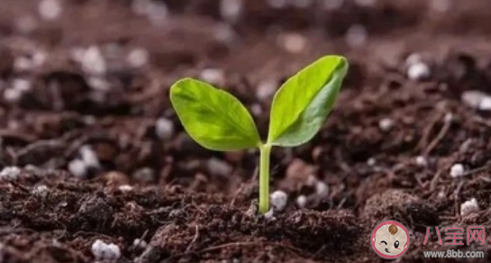 园丁式的父母应该怎么做 园丁式教育的正确方法