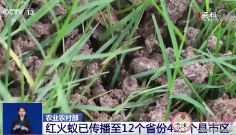 红火蚁已传播至我国435个县市区是真的吗 红火蚁长什么样子