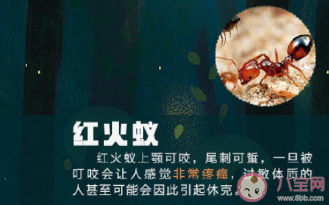 红火蚁已传播至我国435个县市区是真的吗 红火蚁长什么样子