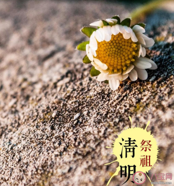 清明节为什么只打招呼不问好 清明不问好是什么原因