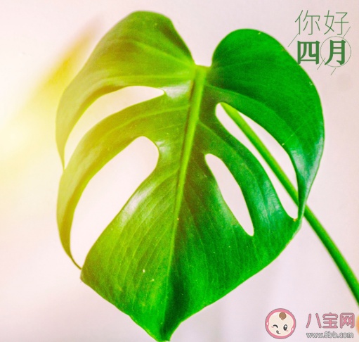 2021适合四月发朋友圈唯美简短句子 四月温柔可爱说说配图大全